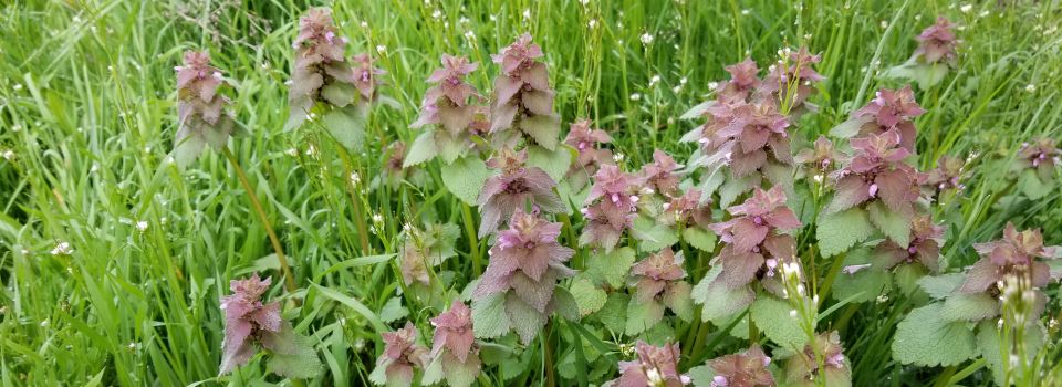 cluster of purple deadnettle in grass