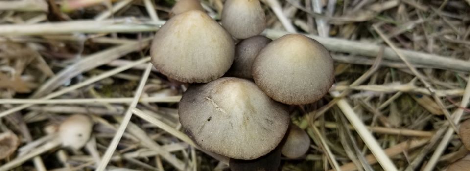 Mushrooms in compost