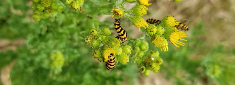 caterpillars on ragwort