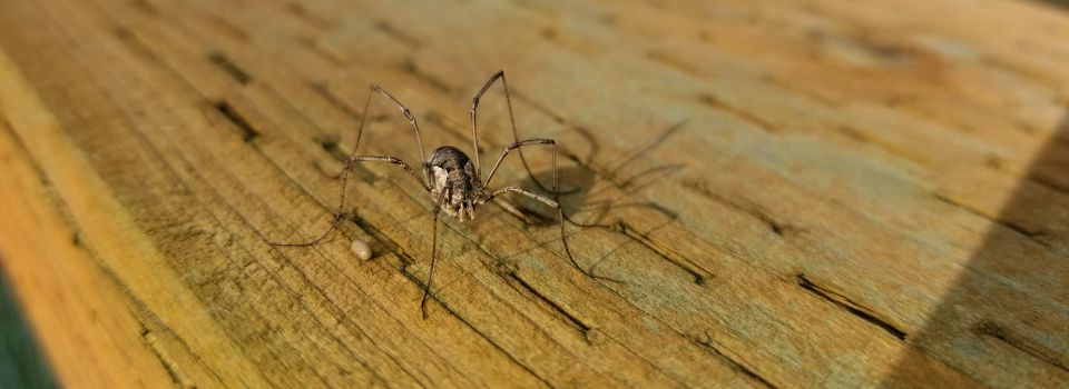 Harvestman (arachnid)