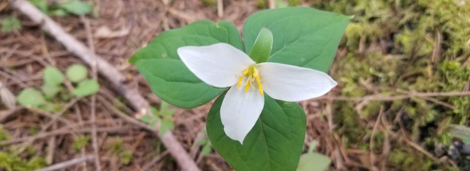 three-petaled white flower against background of three-ranked leaves