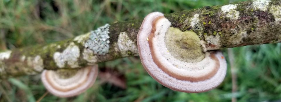 Fungus brackets on branch