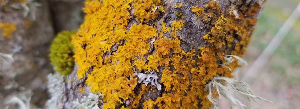 Lichens on a tree limb