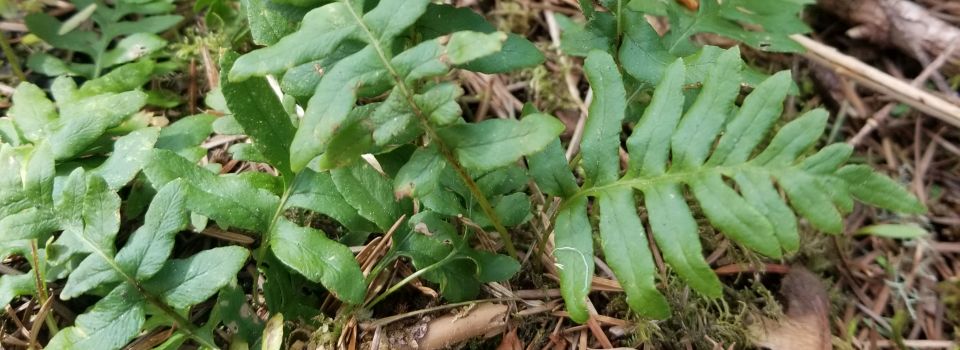 Fern leaves