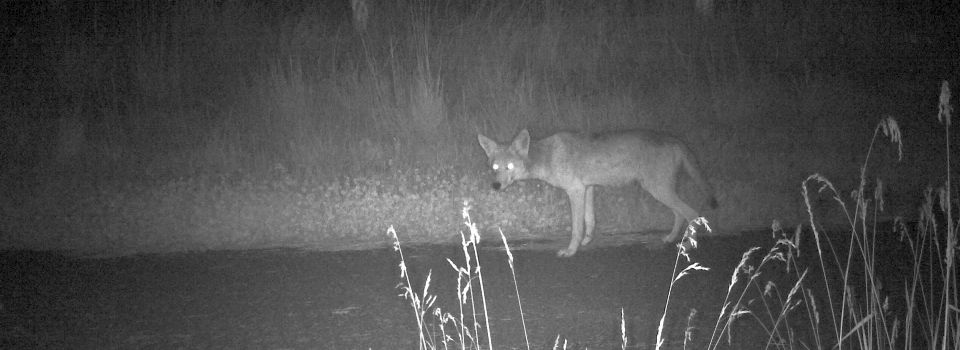 Coyote at night