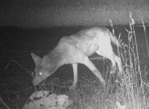 Coyote sniffing a large rock