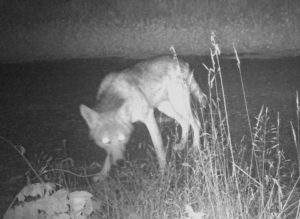 Coyote looking at camera