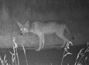 Coyote looking to the left