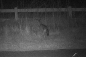 Coyote walking from road to pasture fence