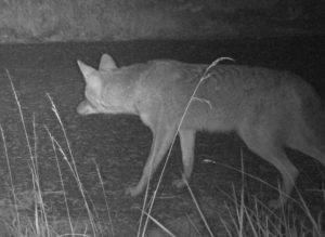 Coyote looking to the left and away