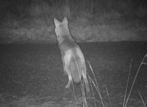 Coyote looking away