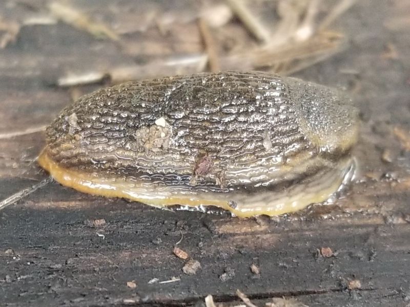Slug on a wood surface
