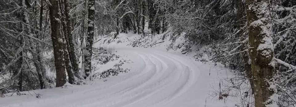 Snow-covered road in forest